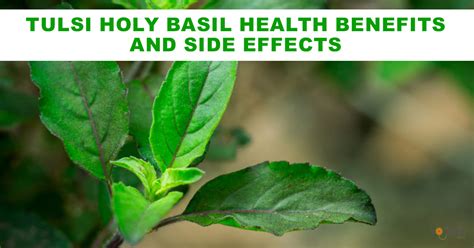 kerala tulsi all videos|Tulsi: Uses, Benefits, Side Effects, and More! .